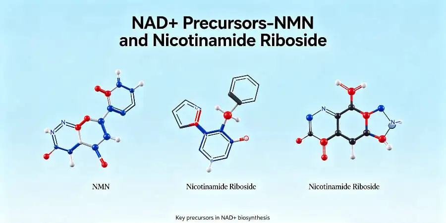 NAD+ Precursors-NMN and Nicotinamide Riboside NAD+ Precursors-NMN and Nicotinamide Riboside