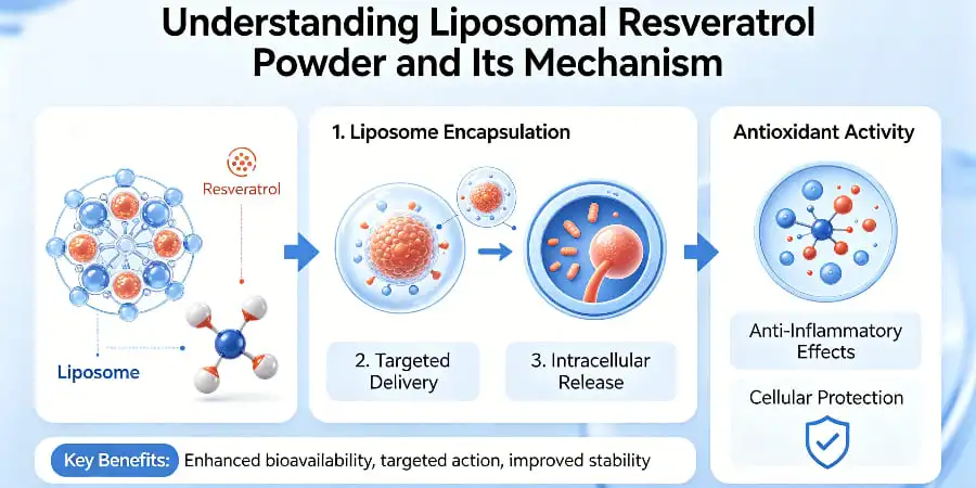 Understanding Liposomal Resveratrol Powder and Its Mechanism